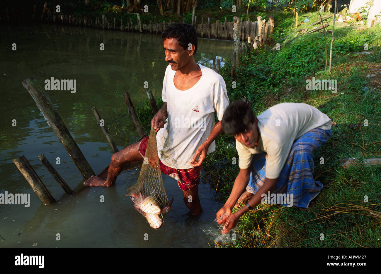 Fischfang auf einer Fischfarm, Bangladesch Stockfoto
