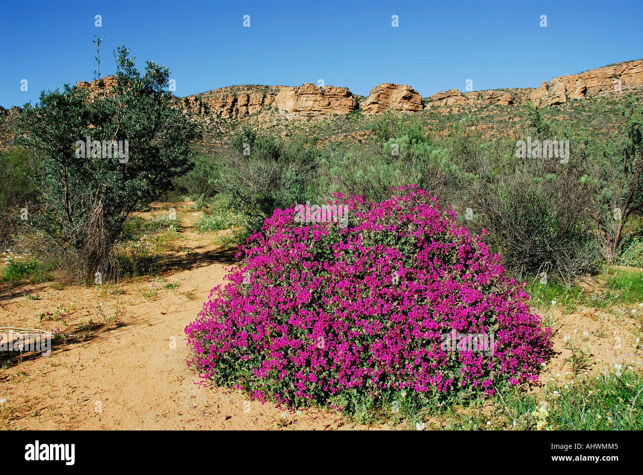 Büschel von lila Pelargonien bei Van Rhynsdorp, Namaqualand, Südafrika