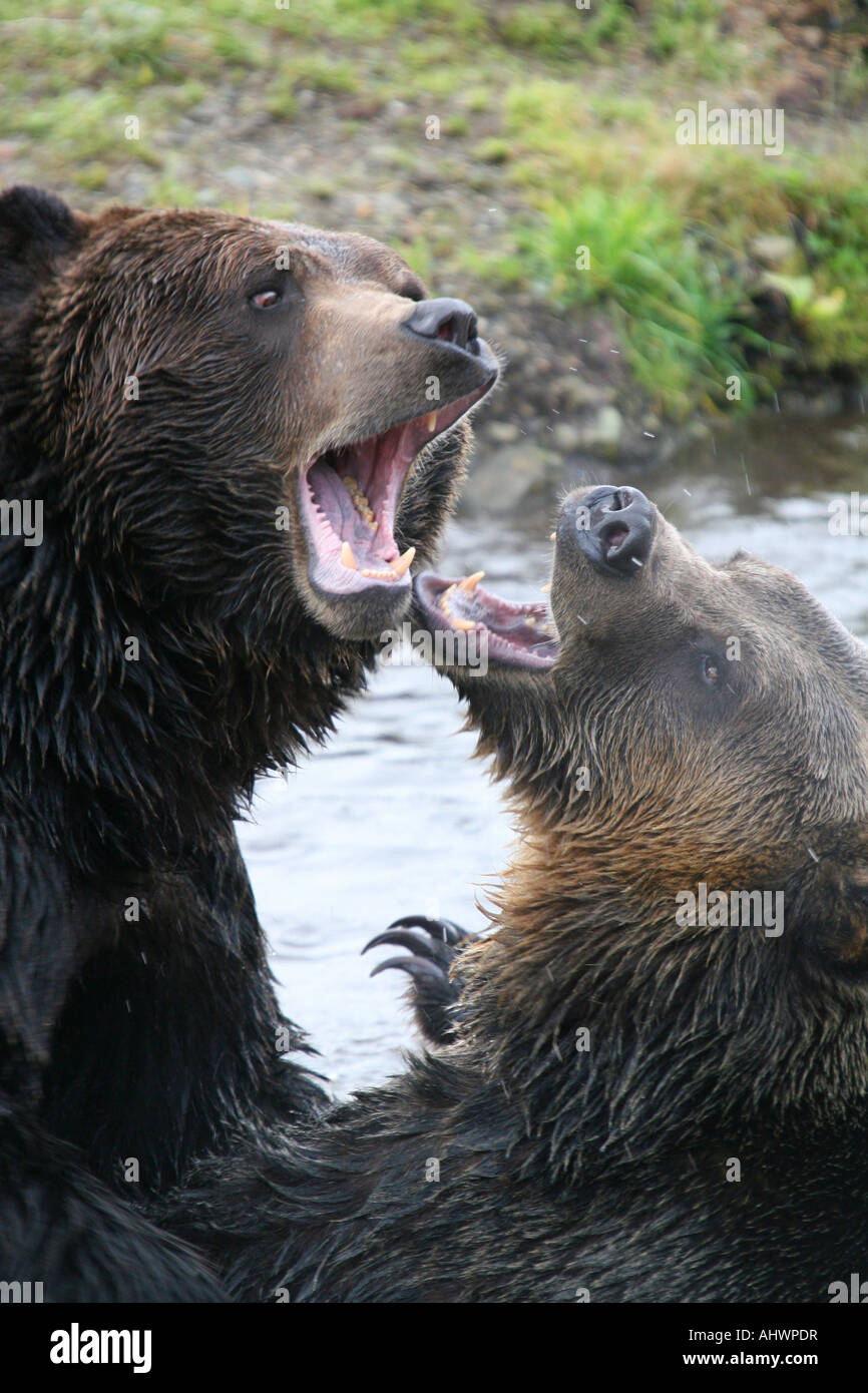 männlichen Grizzly Bären kämpfen Stockfoto
