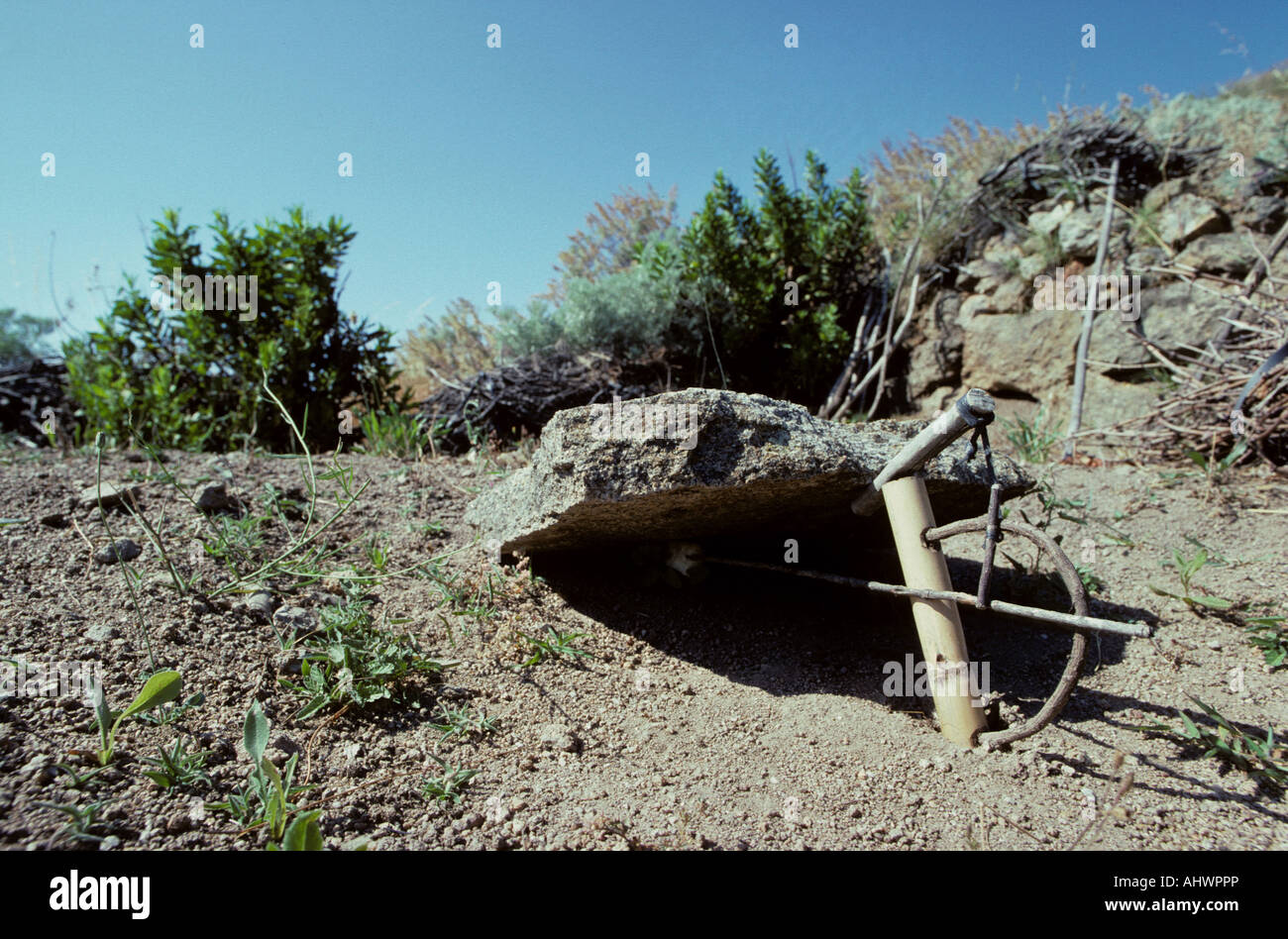 Illegale Falle für den Mord an kleine Zugvögel, Insel Giglio, Toskana, Italien Stockfoto