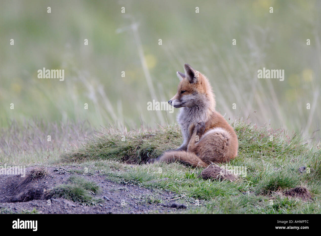 Red Fox Cub neben seiner Erde kratzen Stockfoto
