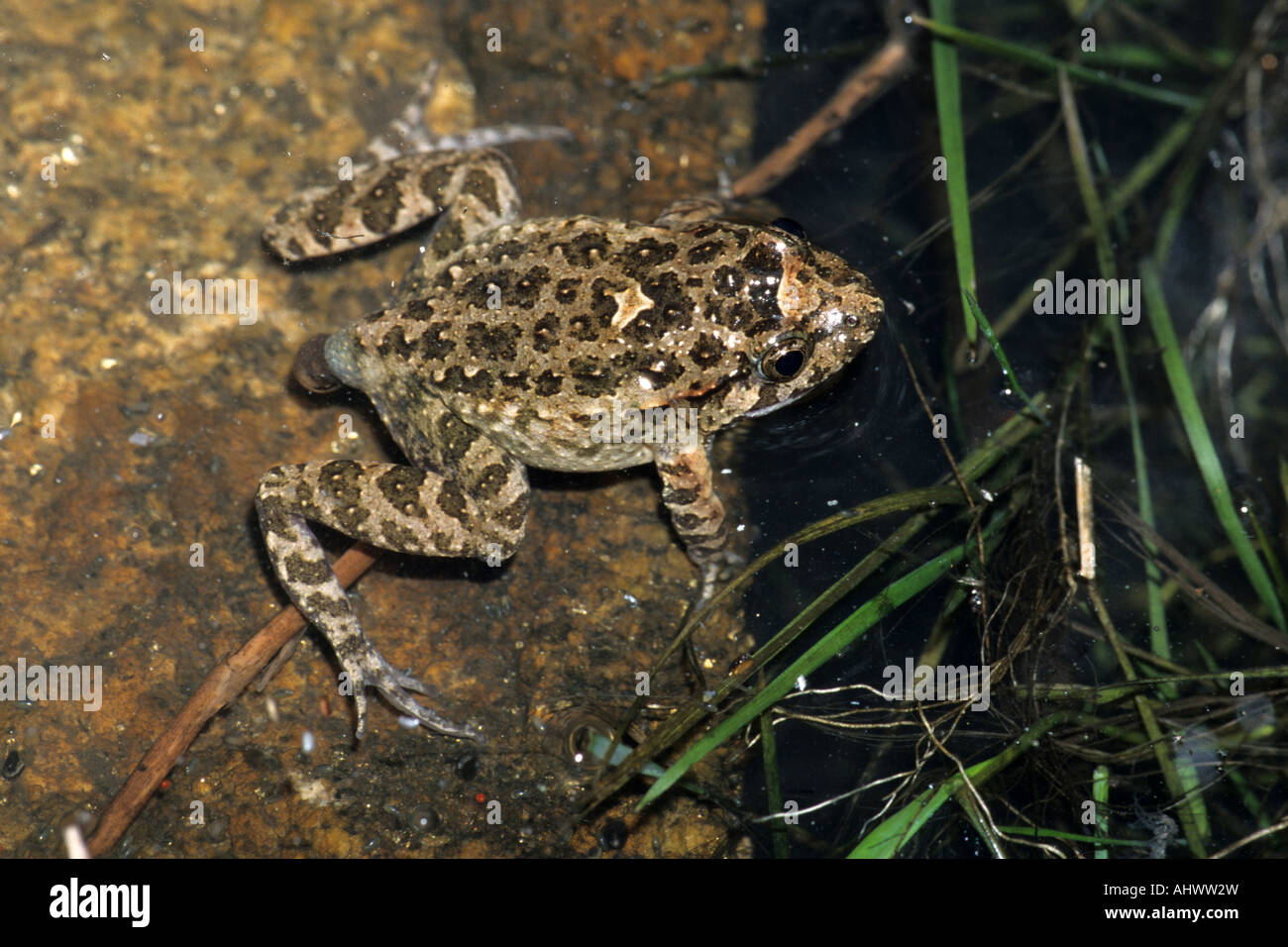 Tyrrhenischen gemalt Frosch (Discoglossus Sardus), Isola del Giglio, Toskana, Italien Stockfoto