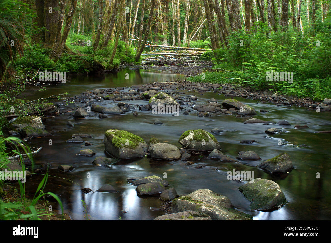Tief im Wald Bach in lebendige grüne Oregon. Stockfoto