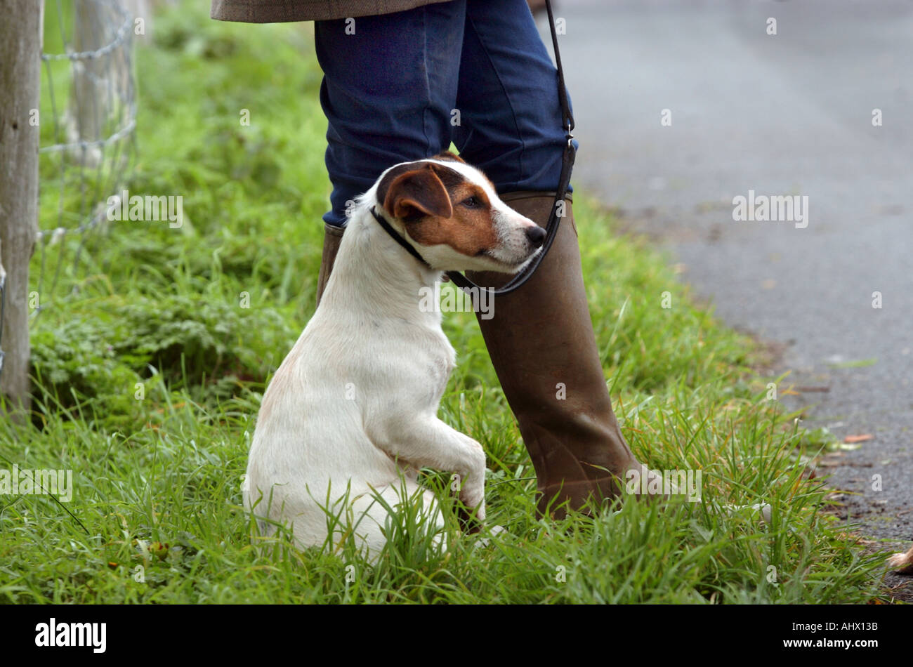 Jack Russell Hund Stockfoto