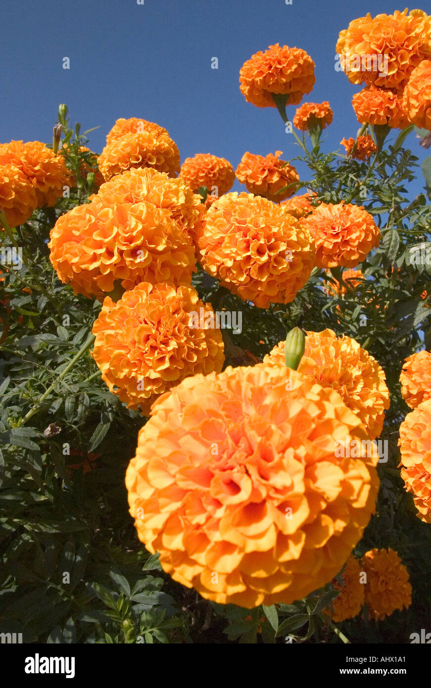 Englischer Landschaftsgarten mit Ringelblumen in Zypern Stockfoto