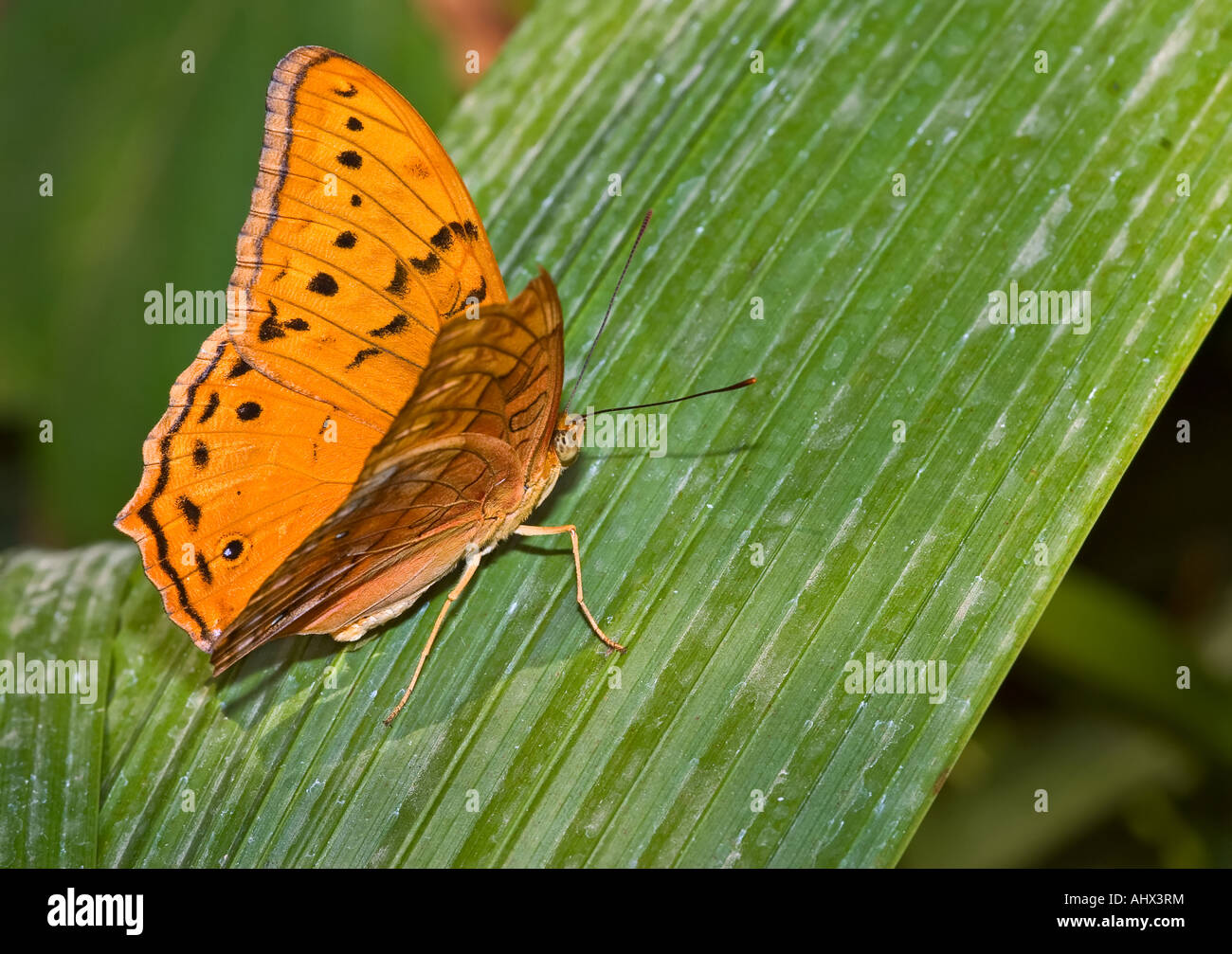 Orange Monarch-Schmetterling sitzt auf einem langen grünen Palmwedel Stockfoto