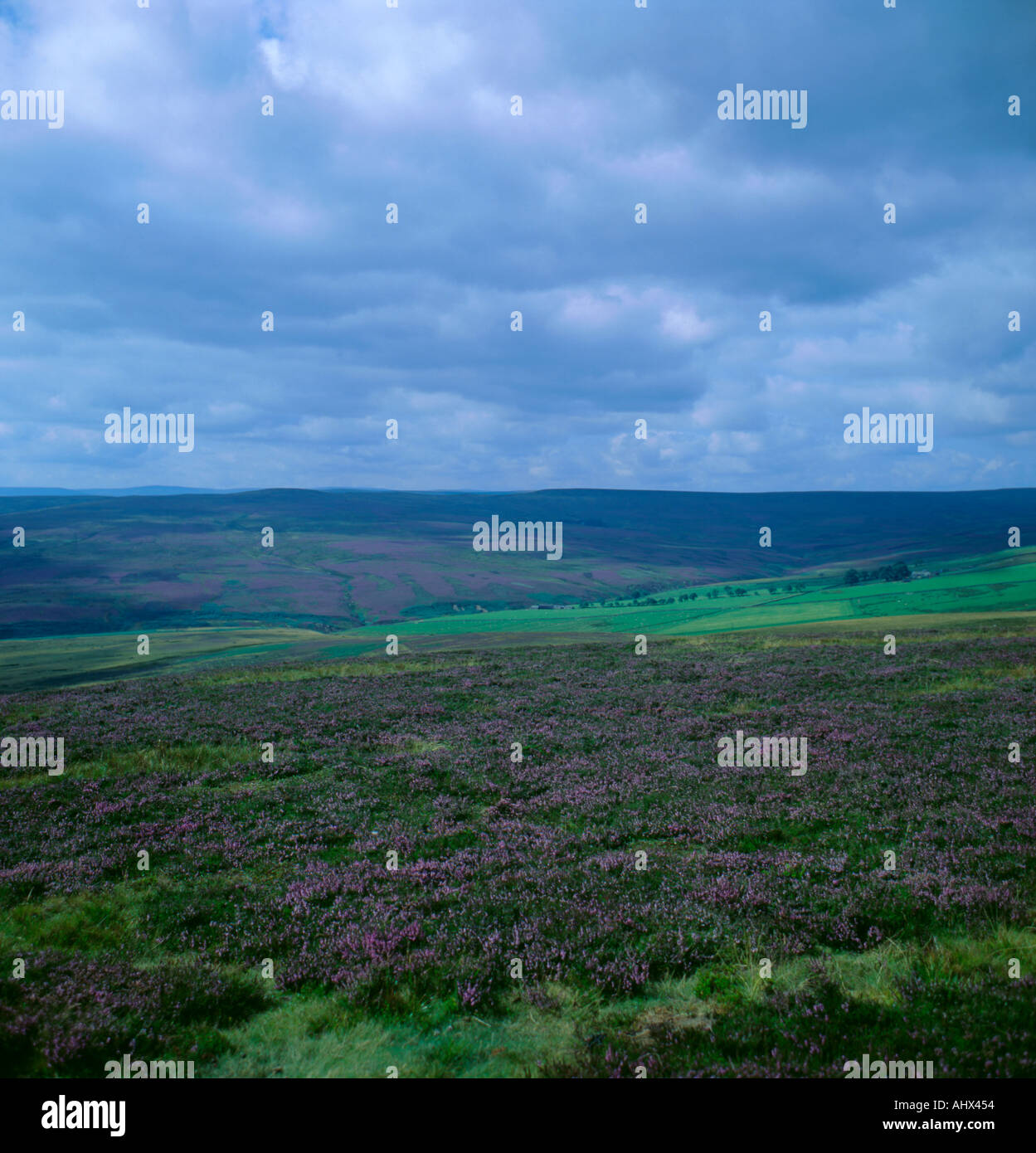 Heidekraut bedeckt Moor; Stanhope Common über Stanhope, Weardale, County Durham, England, Vereinigtes Königreich. Stockfoto
