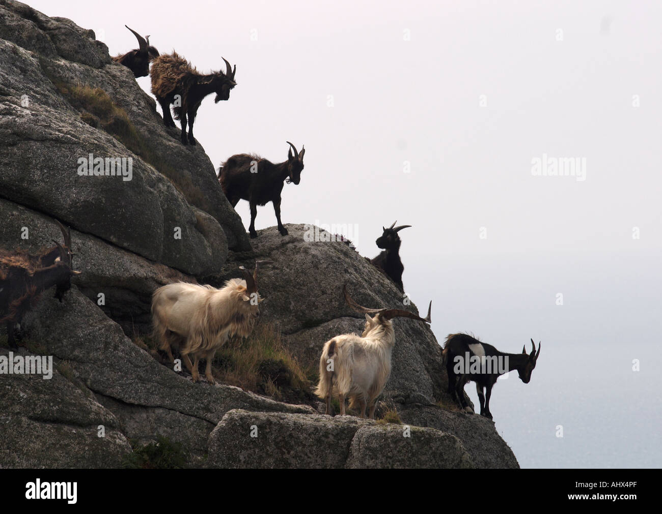 England. Lundy Island. Ziegenherde auf Felsen Stockfoto