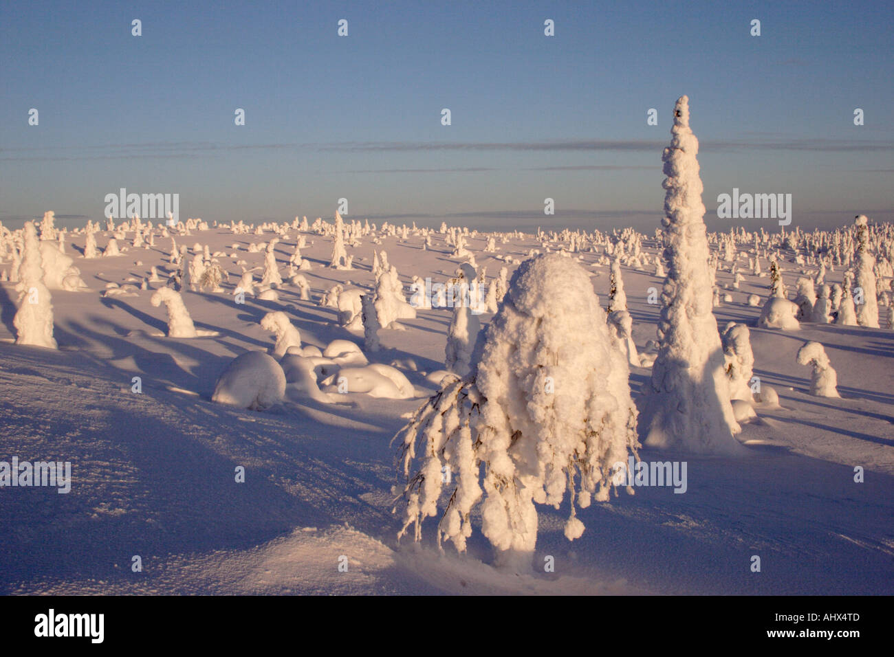 Winter-Szene in Finnland mit Schnee bedeckt Bäume 2 Stockfoto