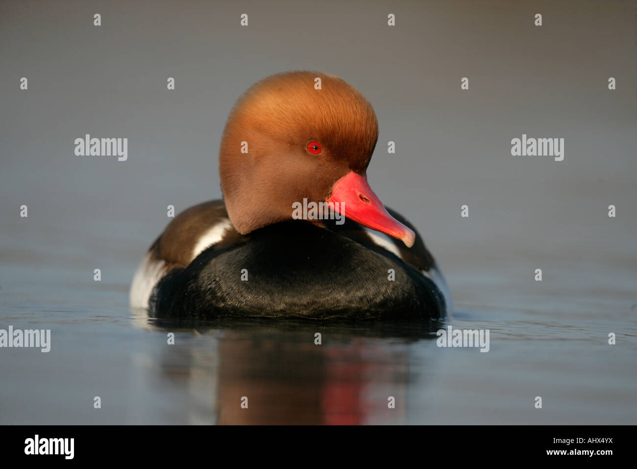 Roten crested Tafelenten Netta Rufina männlich auf Wasser Frankreich Stockfoto