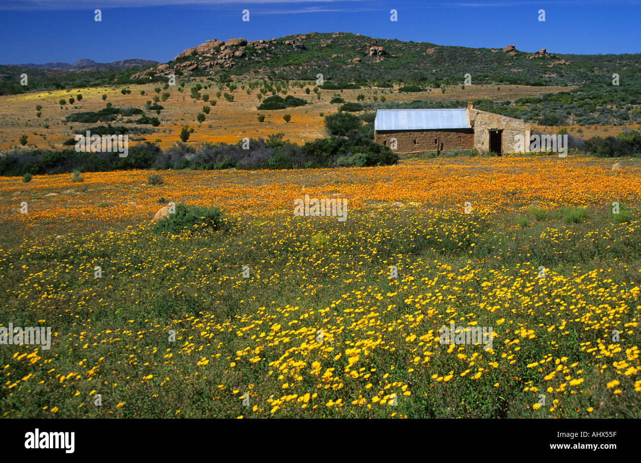 Blumenteppich Namaqualand in Südafrika Stockfoto