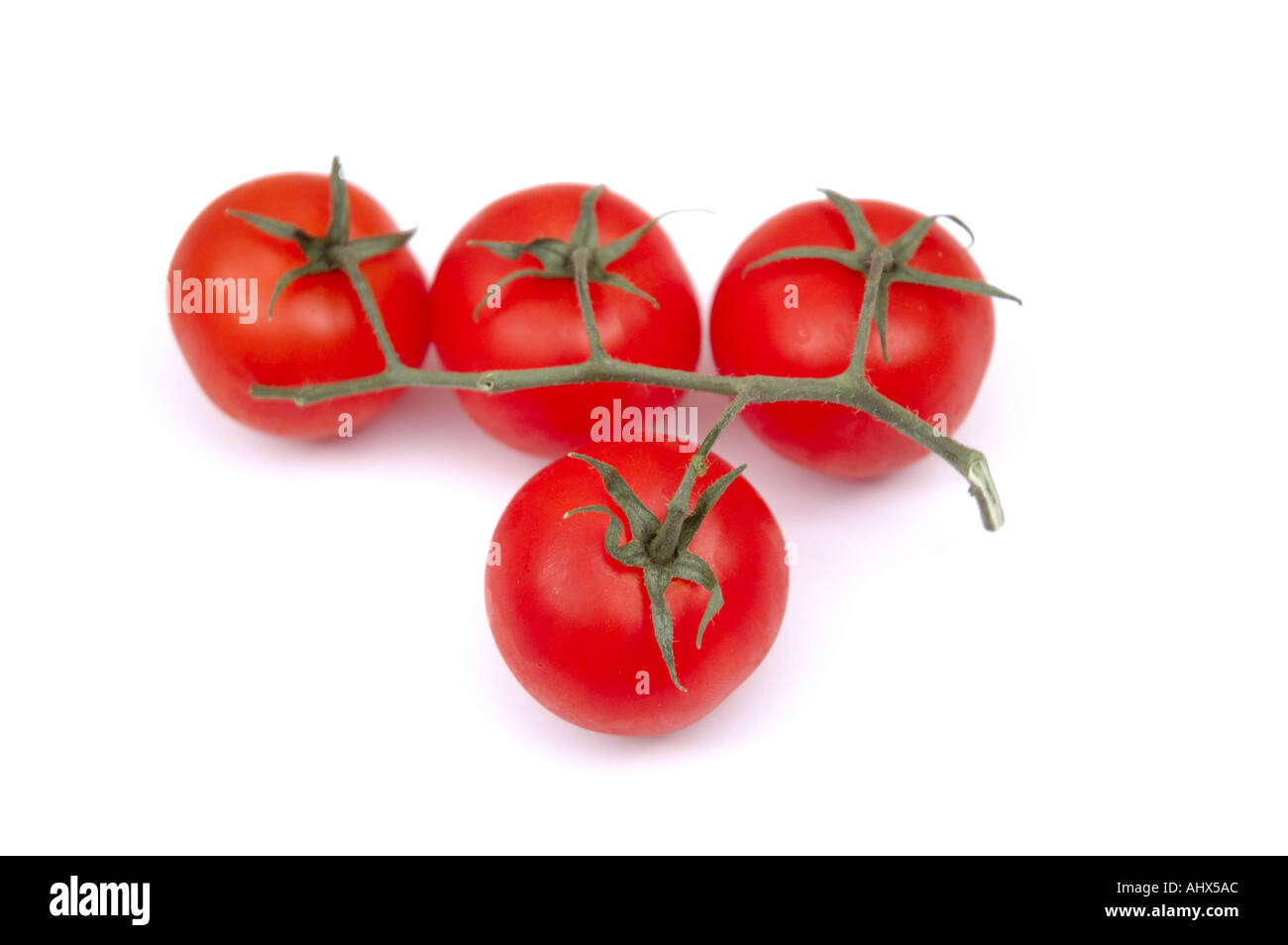 Rote Tomaten an Rebstöcken auf weißem Hintergrund Stockfoto