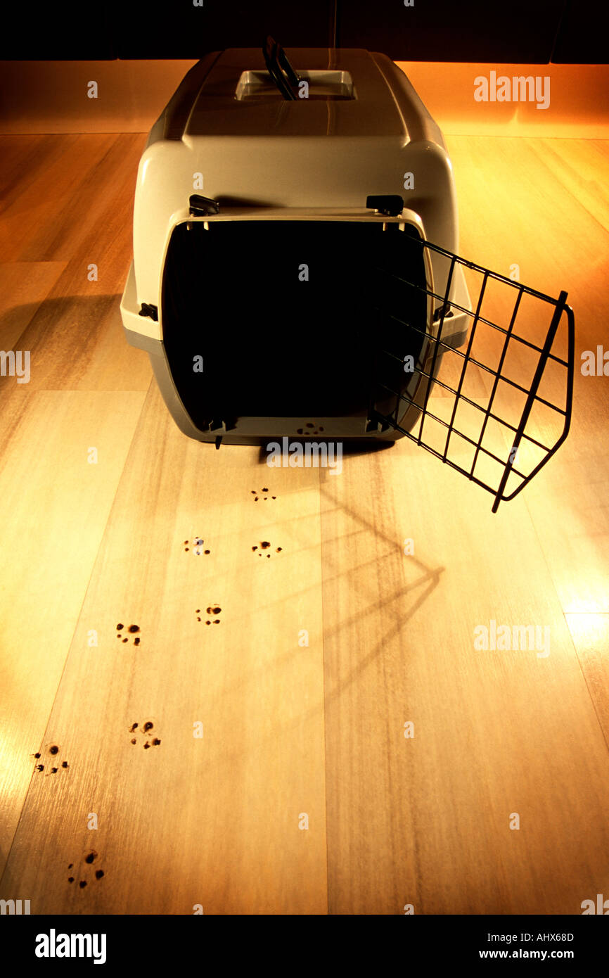 Spuren der Katze Pfote druckt führende aus ein leeres Katzenklo mit einer offenen Haustür Stockfoto