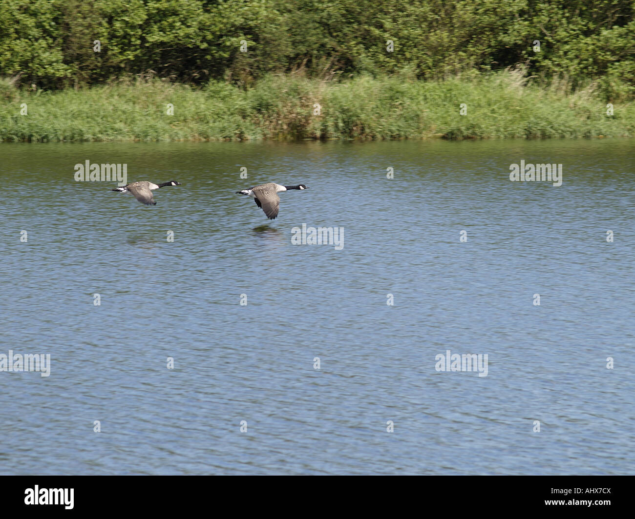 Zwei Kanada-Gänse fliegen tief über das Wasser Stockfoto