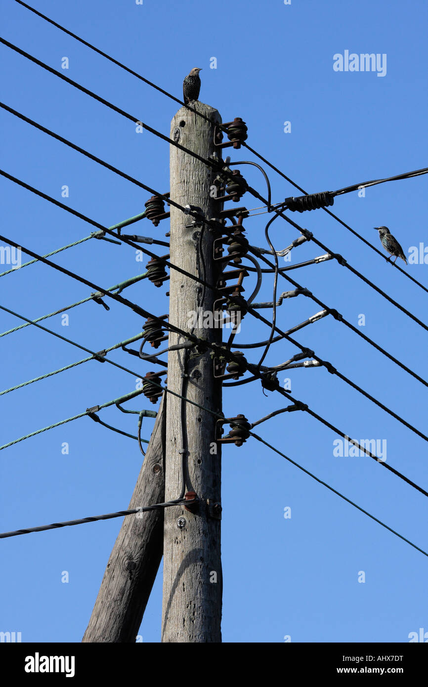 Vögel auf Telegraph wires 2 Stockfoto