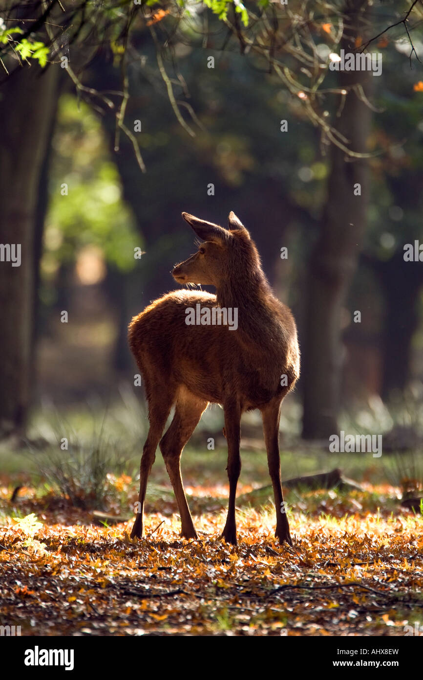 Rothirsch Cervus Elaphus stehen im sonnigen Waldlichtung Hintergrundbeleuchtung alert Richmond Park in London suchen Stockfoto