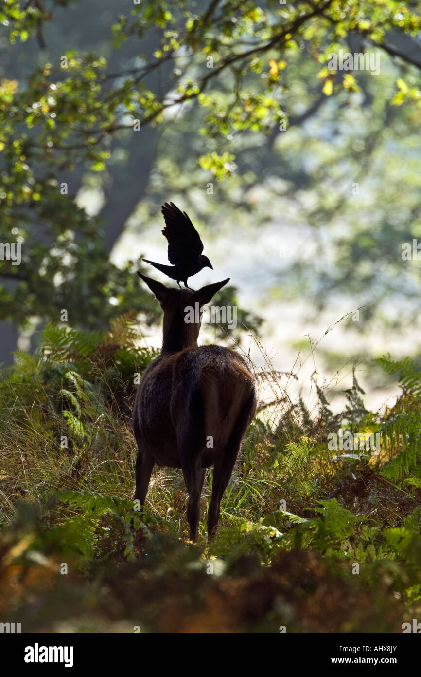 Rothirsch Cervus Elaphus Hind in Waldlichtung mit Dohle stehend auf Kopf mit Flügeln Richmond Park London Stockfoto
