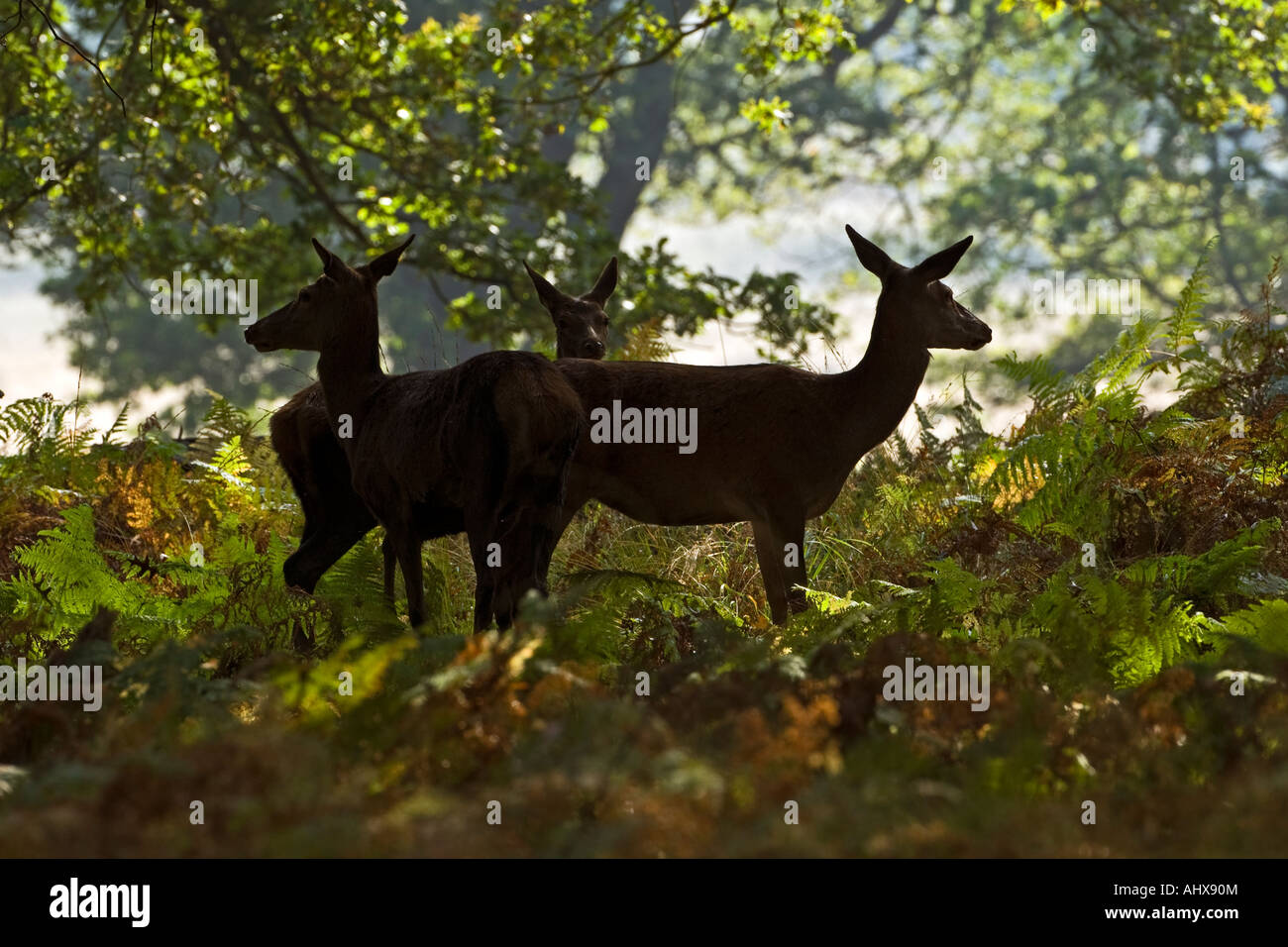 Rothirsch Cervus Elaphus Hinds in Waldlichtung Richmond park London Stockfoto