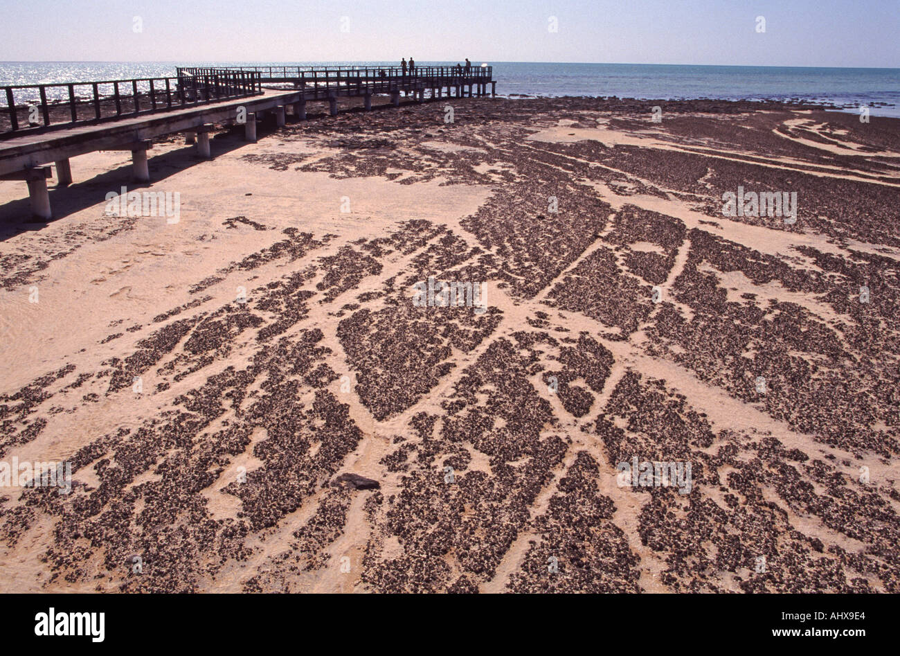 Stromalites. Hamelin Bay, Westaustralien Stockfoto