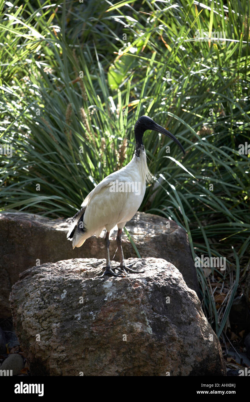 Gemeinsamen Kran Vogel steht auf einem Felsen am Südufer in Brisbane Queensland QLD Australien Stockfoto