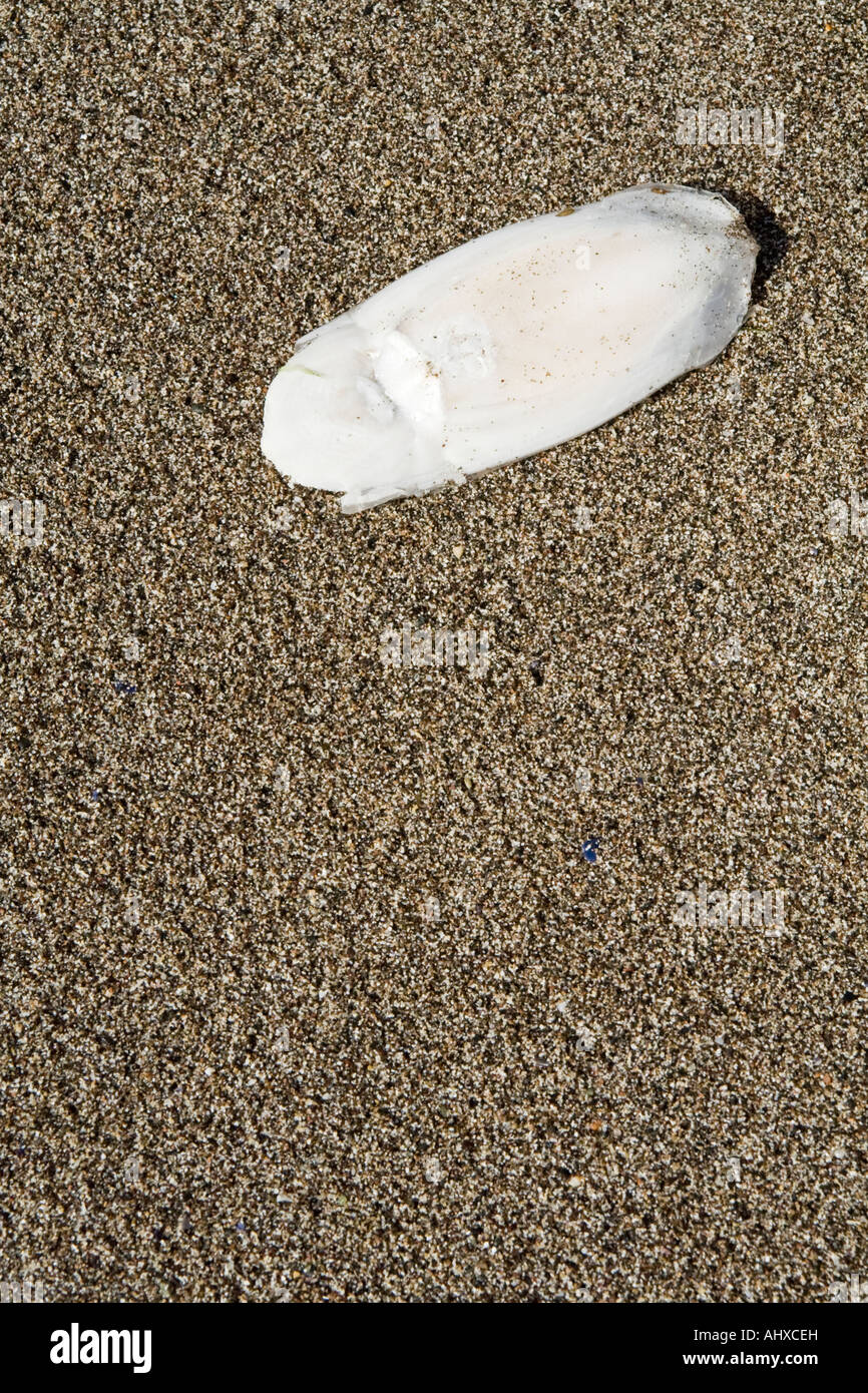 Die angespülten Innenschale der gemeinsamen Tintenfisch: lateinischer Name Sepia Officinalis Stockfoto