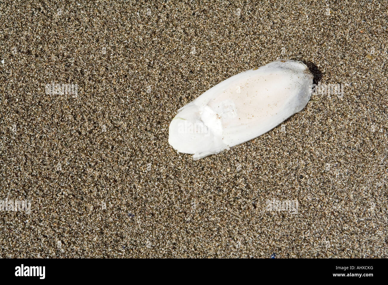 Die angespülten Innenschale der gemeinsamen Tintenfisch: lateinischer Name Sepia Officinalis Stockfoto