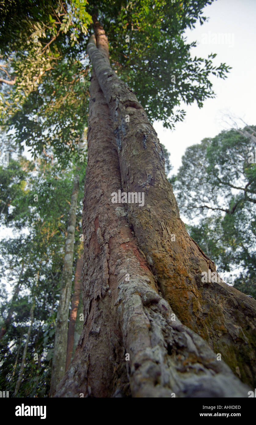 Zwei Bäume im Dschungel des Gunung Ledang, Malaysia Stockfoto