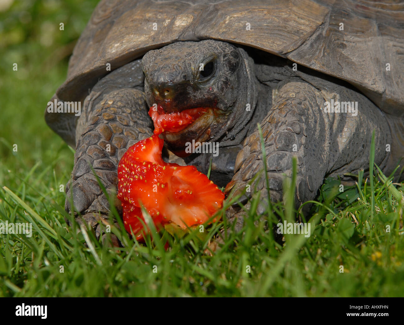 Essen Eine Erdbeere 100 Jahre Alte Weibliche Schildkrote Stockfotografie Alamy