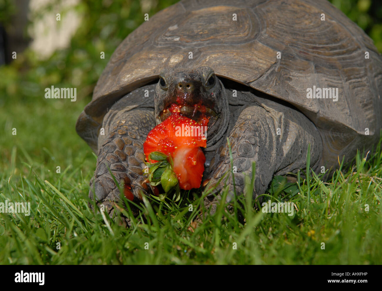 Essen eine Erdbeere 100 Jahre alte weibliche Schildkröte Stockfoto