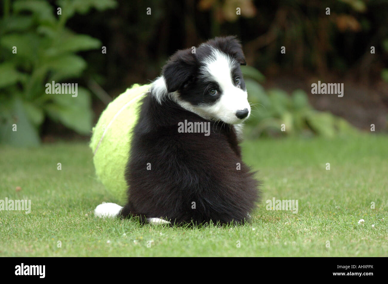 Border Collie Welpen mit einem Ball, der zu groß ist Stockfoto