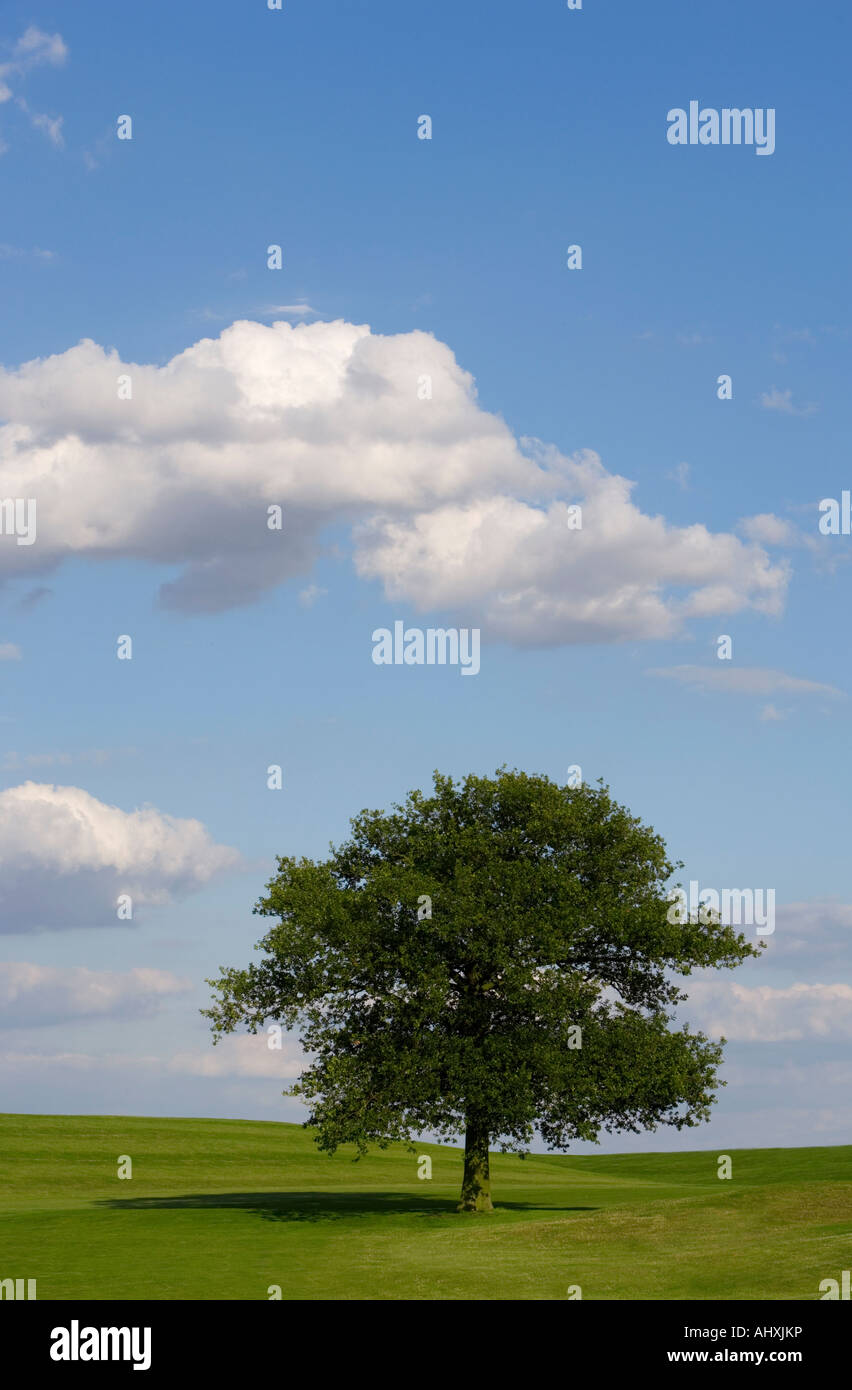 einsame Eiche mit blauen Wolkenhimmel. Stockfoto