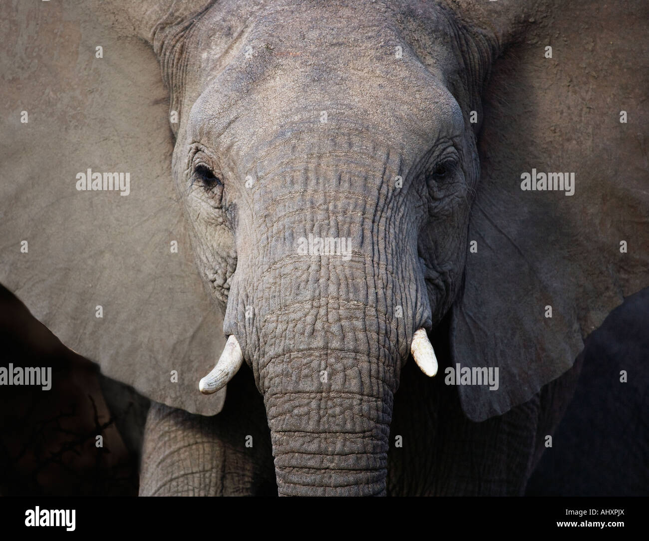 Elefanten hautnah Stockfoto