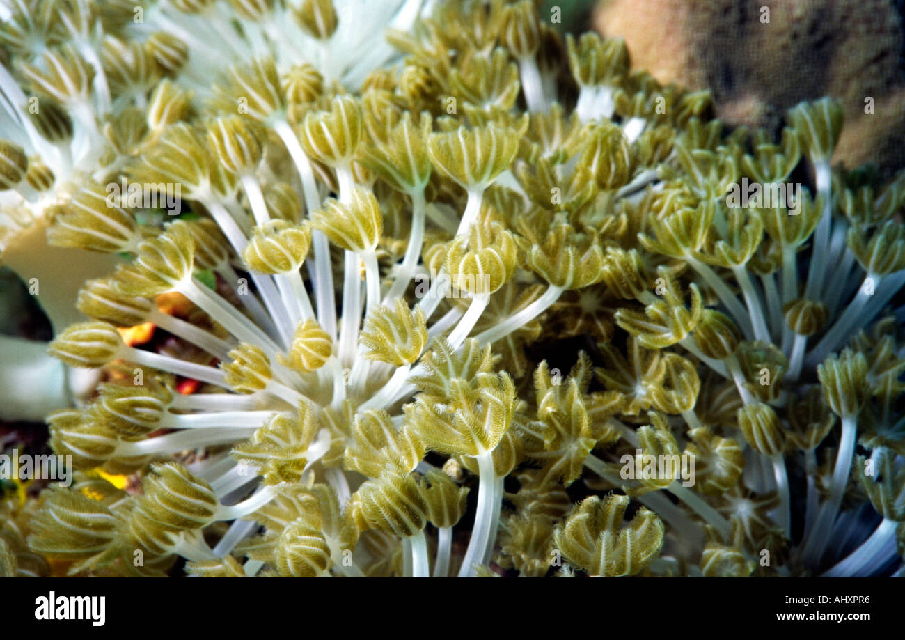Philippinen Unterwasser Blume weichen Korallen Xenia sp Stockfoto
