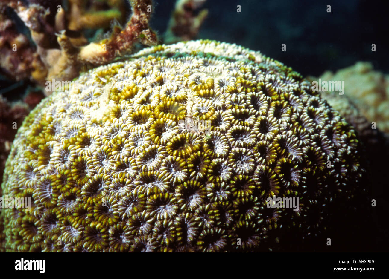 Philippinen Unterwasser harten Korallen Montastrea valenciennesi Stockfoto