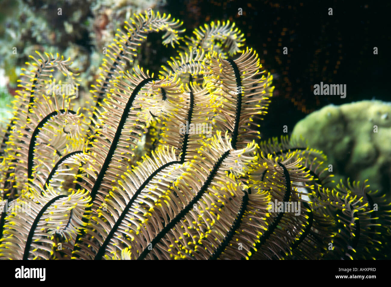 Philippinen Unterwasser Feather Star Comanthina Stockfoto