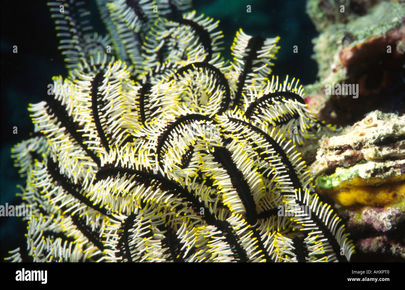 Philippinen Unterwasser Feather Star Comanthina Stockfoto