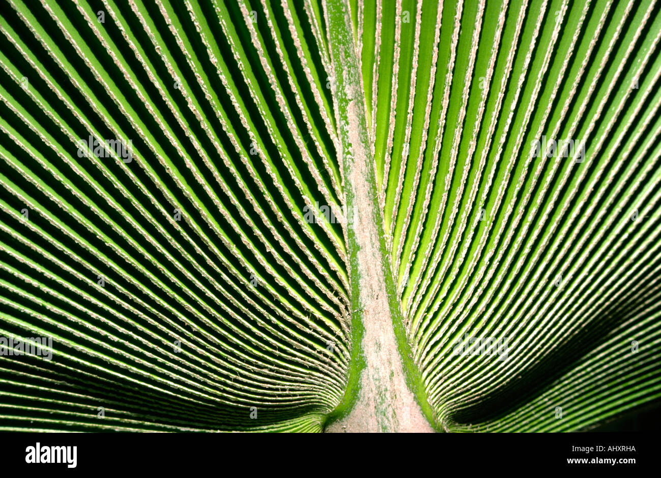 Venezuela-Flora-Muster auf Palmblättern Stockfoto