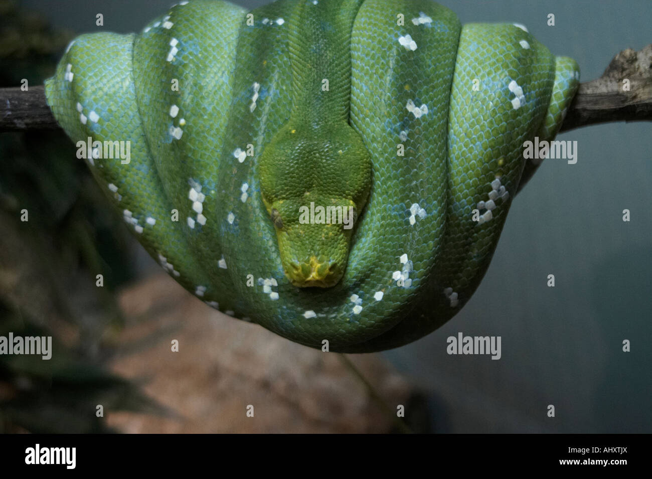 Green Tree Python Morelia viridis Stockfoto
