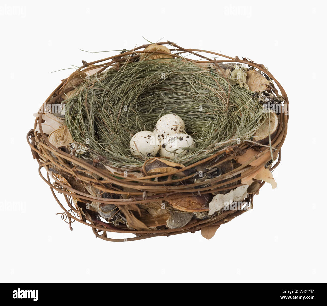 Nahaufnahme eines Vogels als nächstes mit Eiern Stockfoto