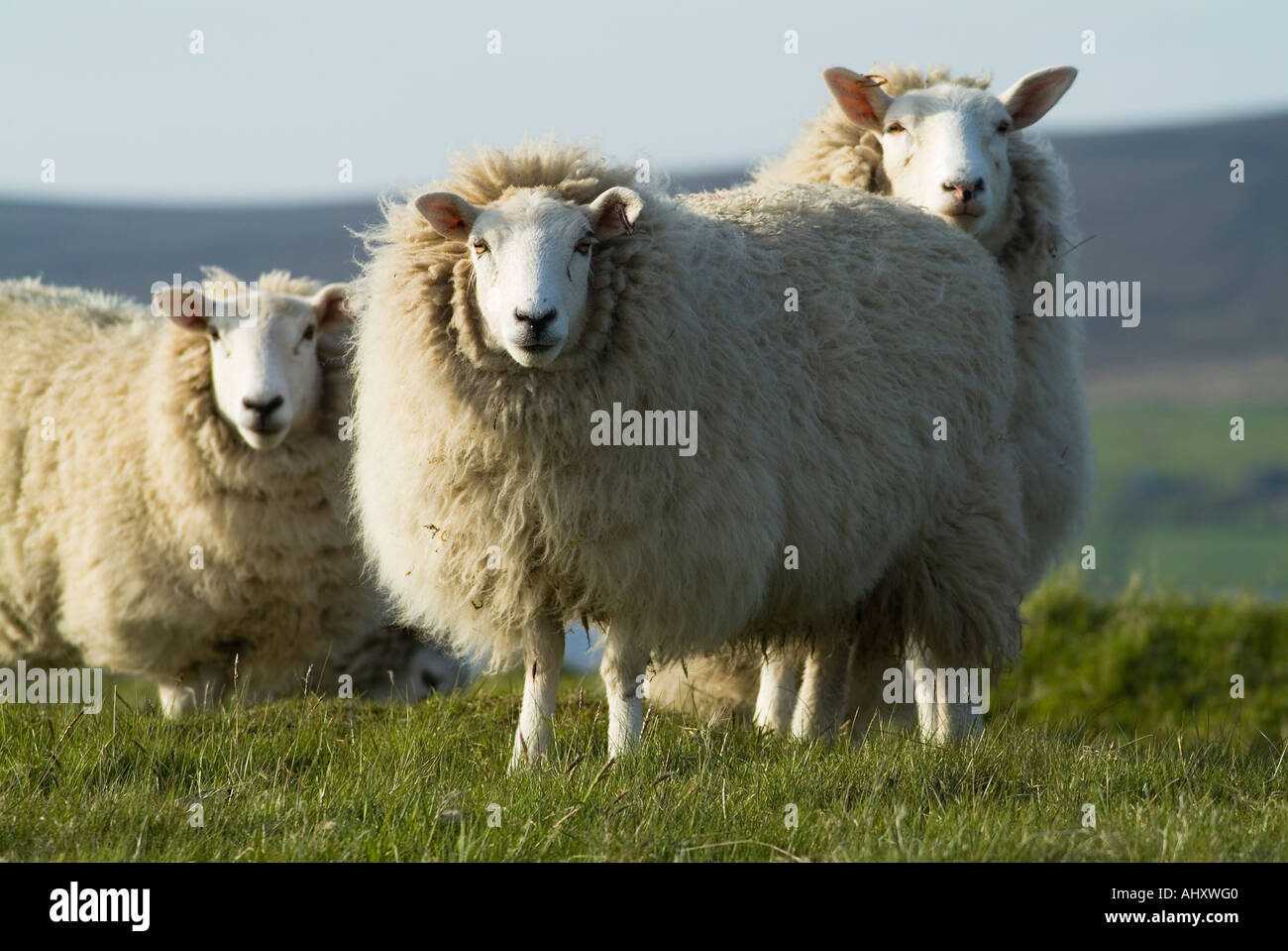 Dh SCHAF UK Drei Schafe hang Feld Orphir Orkney ewe uk Tiere Stockfoto