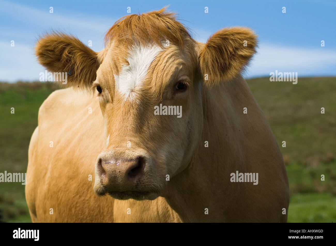 dh Calf COW UK Hellbraune Kreuzkuh Gesicht Rindfleisch uk Tierkopf einer allein Nahaufnahme schottland Tiere britisches landwirtschaftliches Tier Stockfoto