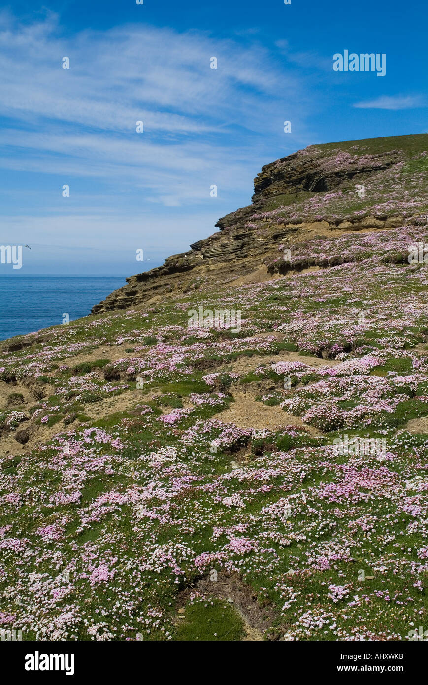 dh Marwick Head BIRSAY ORKNEY Blumenteppich Meer rosa Seacliff obenauf Stockfoto
