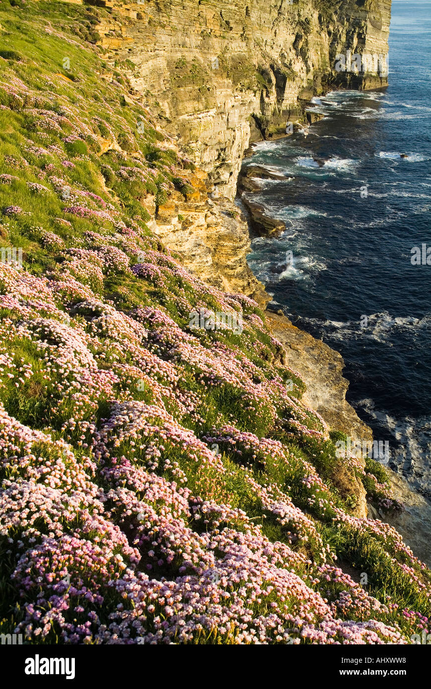 dh Marwick Head BIRSAY ORKNEY RSPB Vogel Naturschutzgebiet Sparsamkeit Meer rosa Blumen auf seacliff Stockfoto