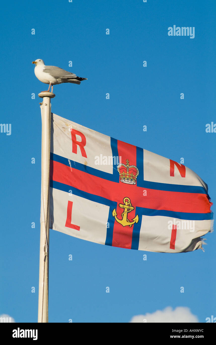 dh RNLI Fahne Flagge UK Möwe sitzt am Royal National Lifeboat Institution Flagge Stockfoto
