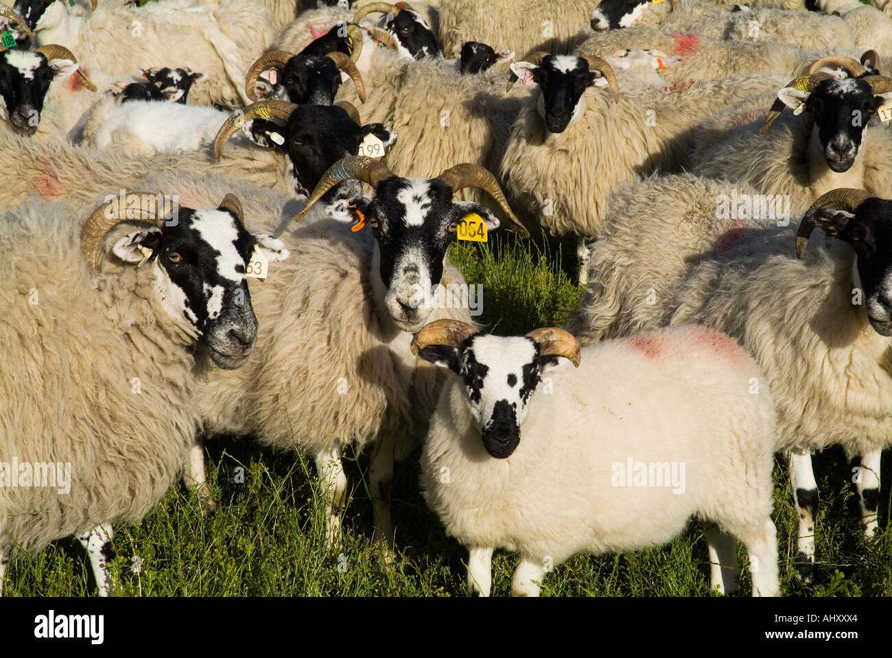Dh SCHAF UK Scottish Blackface Schafe und Lämmer Herde Landwirtschaft Schottland überfüllt Stockfoto