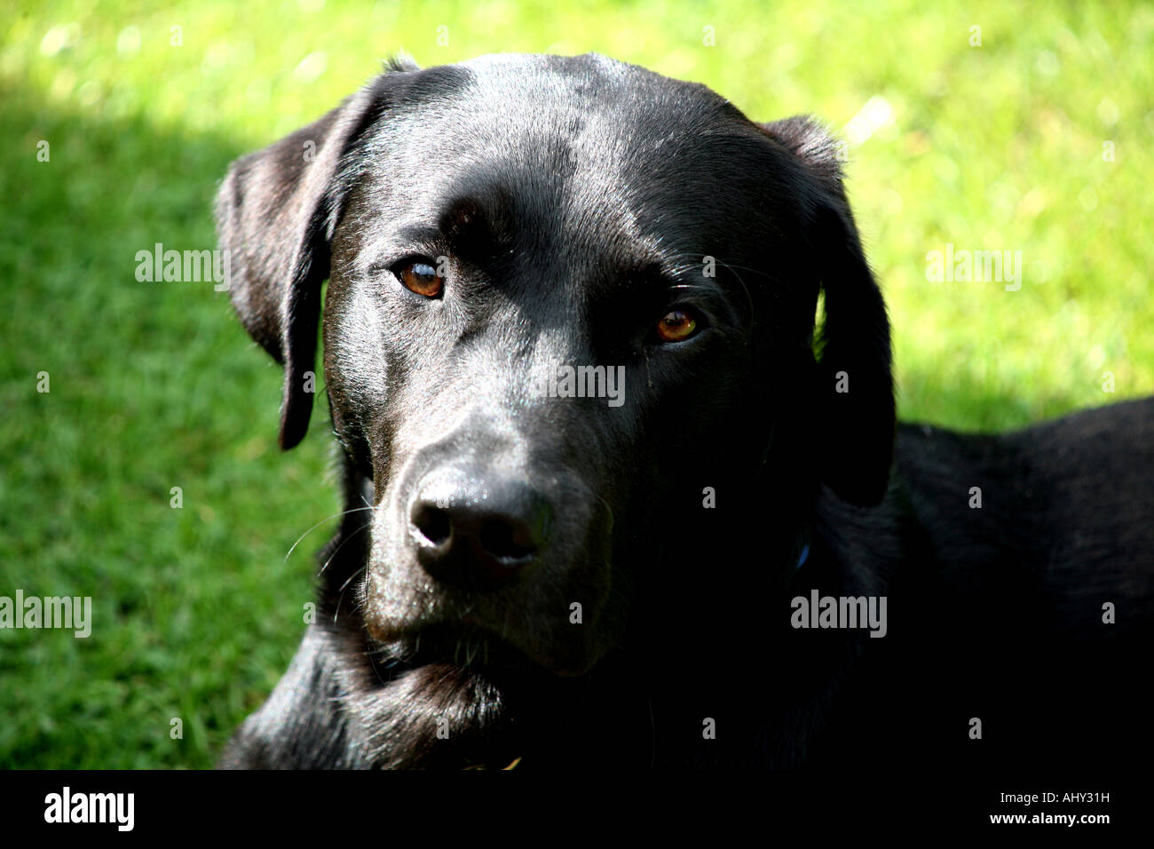 Schwarze Labrador Hund Stockfoto