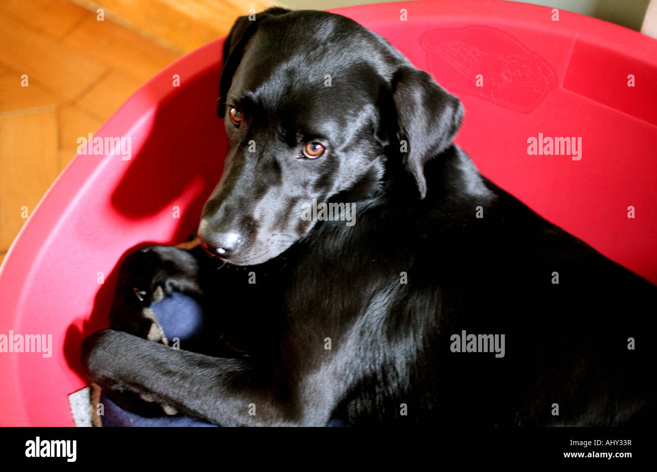 Schwarze Labrador Hund in seinem Bett Stockfoto