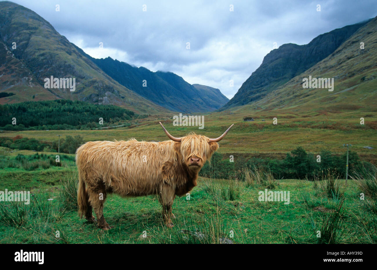 Hochlandrinder Glencoe Schottland, Vereinigtes Königreich ...