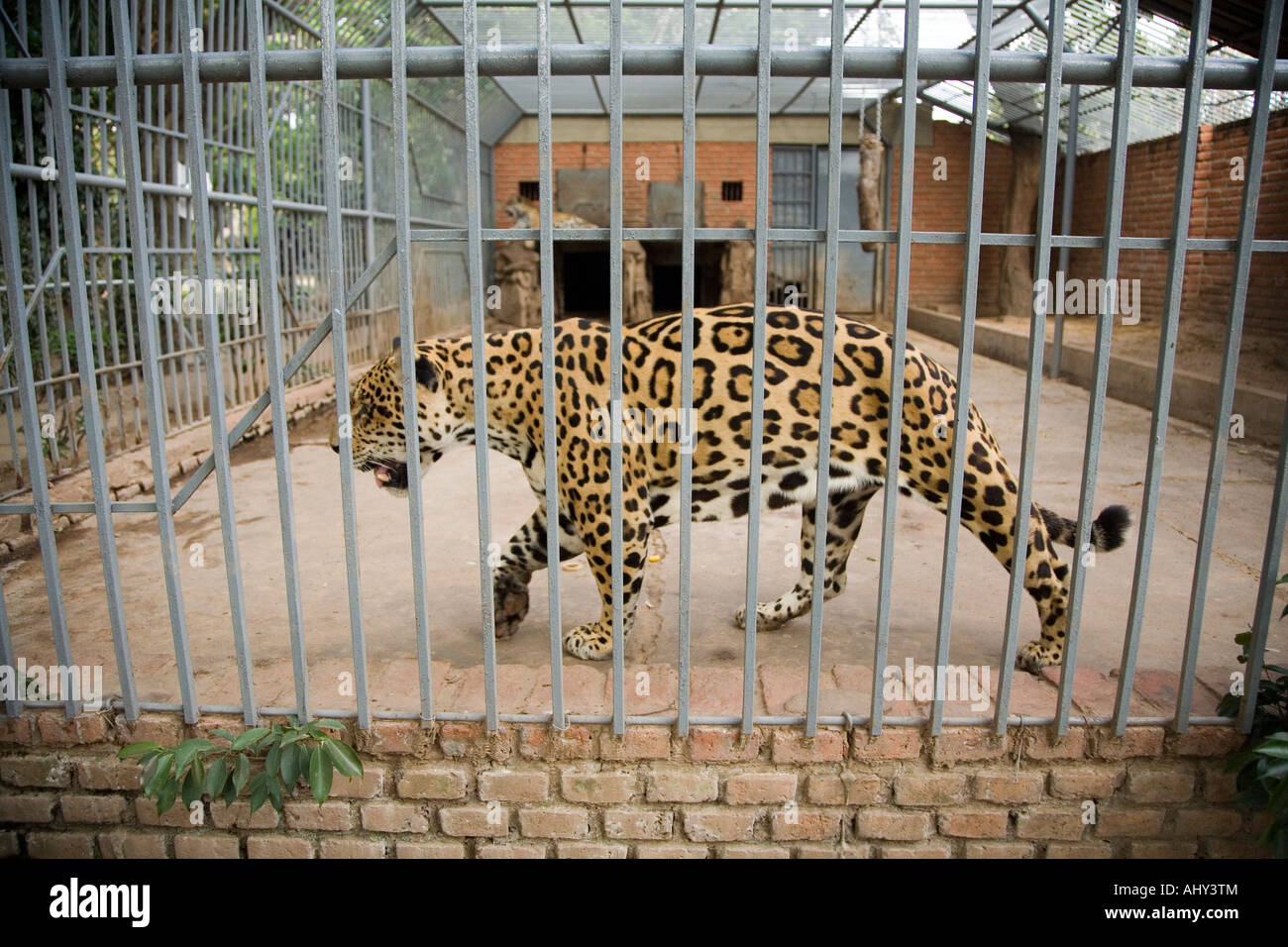 Ein Jaguar Tempo ist es Käfig im Zoo Santa Cruz, Bolivien Stockfoto