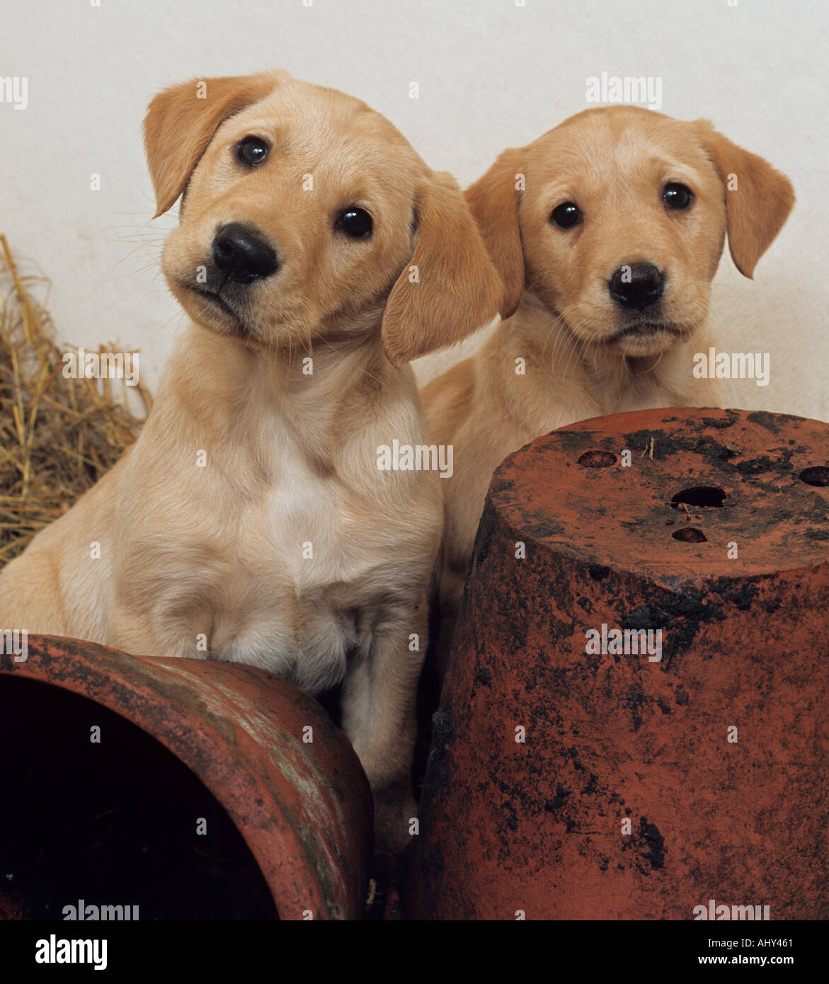 Paar gelbe Labrador Welpen Stockfoto